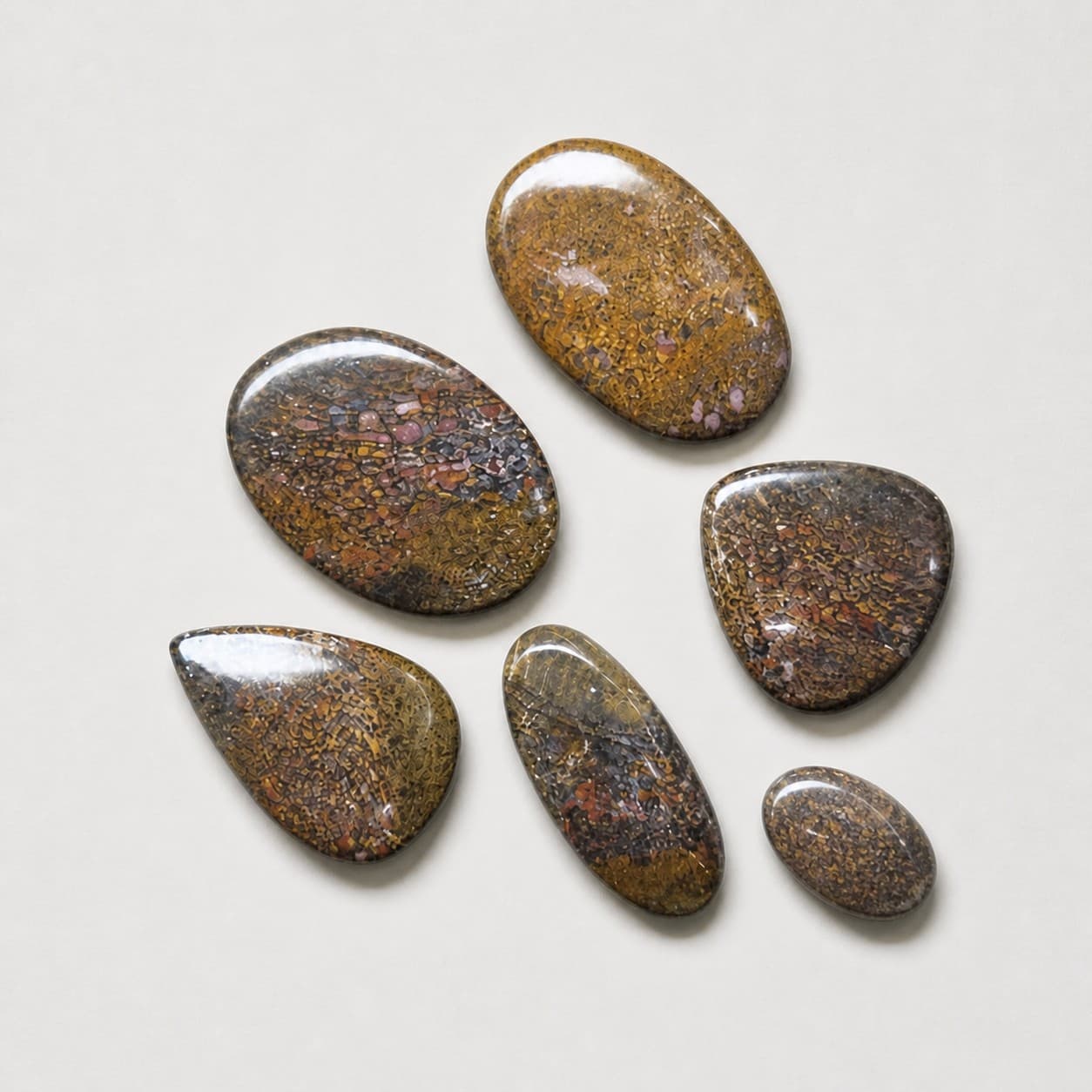 Osso di Dinosauro Fossile